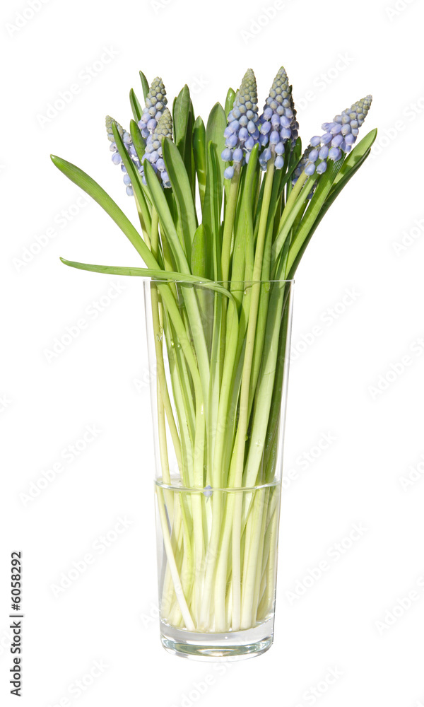Fototapeta premium muscari in a tall glass