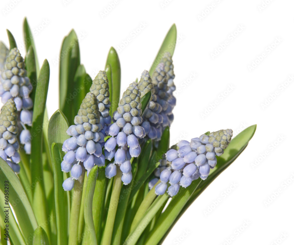 Obraz premium muscari isolated