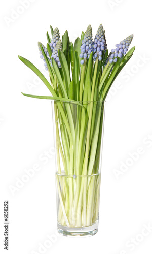 muscari in a tall glass