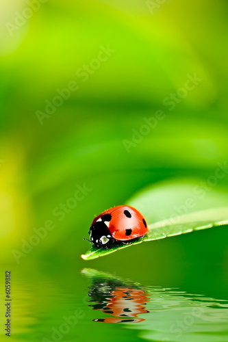 Ladybug on a leaf reflected on water