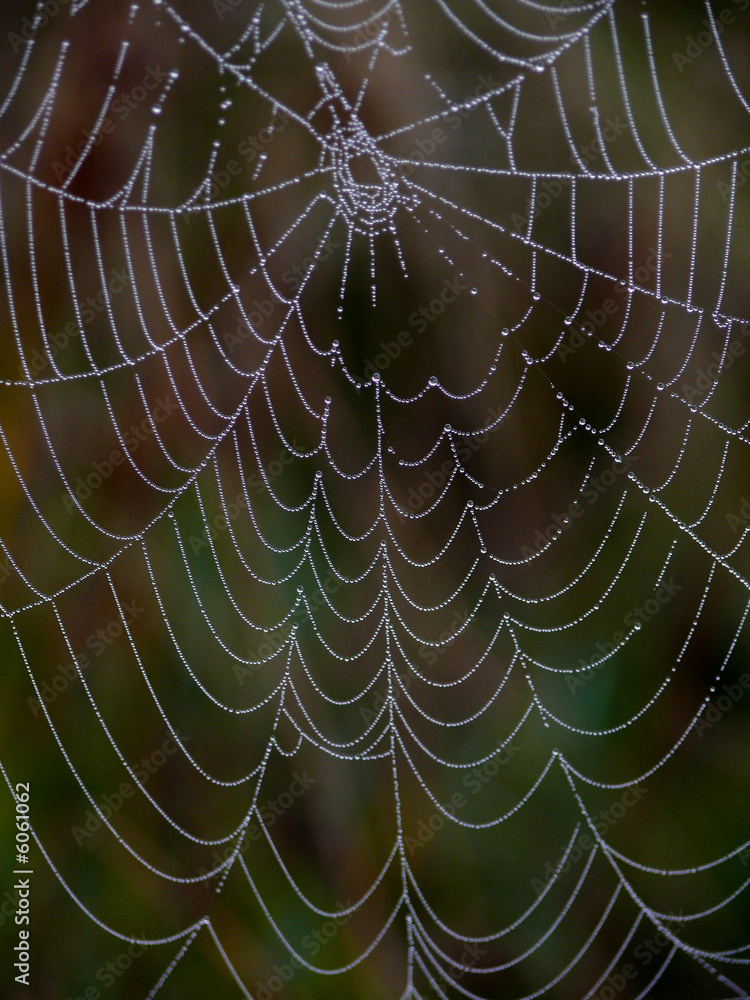 Drops of dew on a web. Autumn.