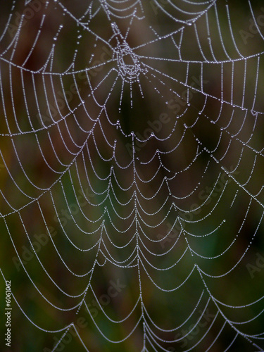 Drops of dew on a web. Autumn.