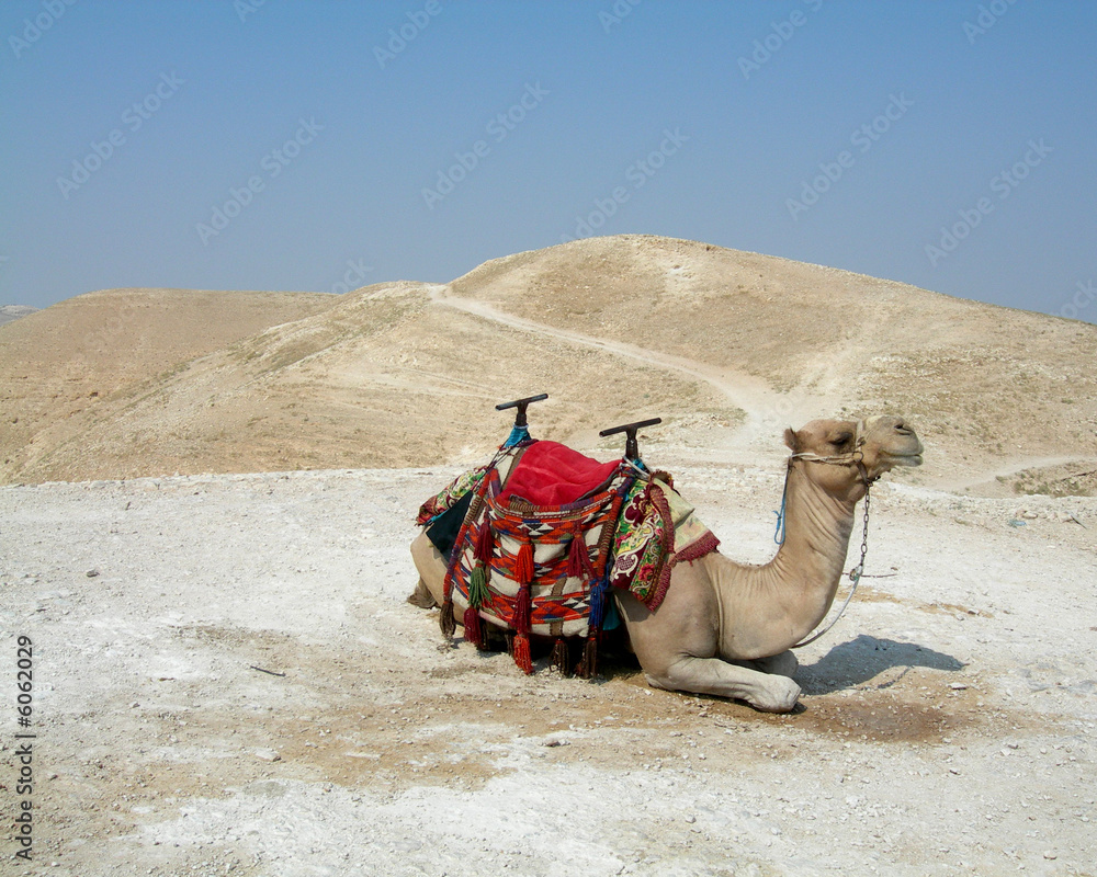 Fototapeta premium Camel in a desert