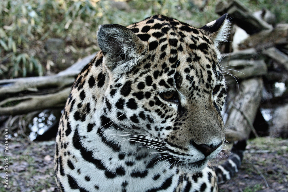 Fototapeta premium Leopard mit Träne