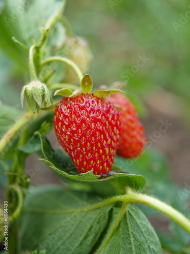 strawberry