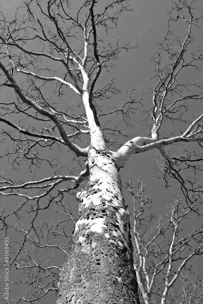 Obraz premium Birch Tree 