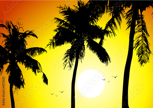 Tropical sunset and palms