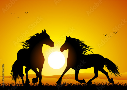 Wild horse at sunset