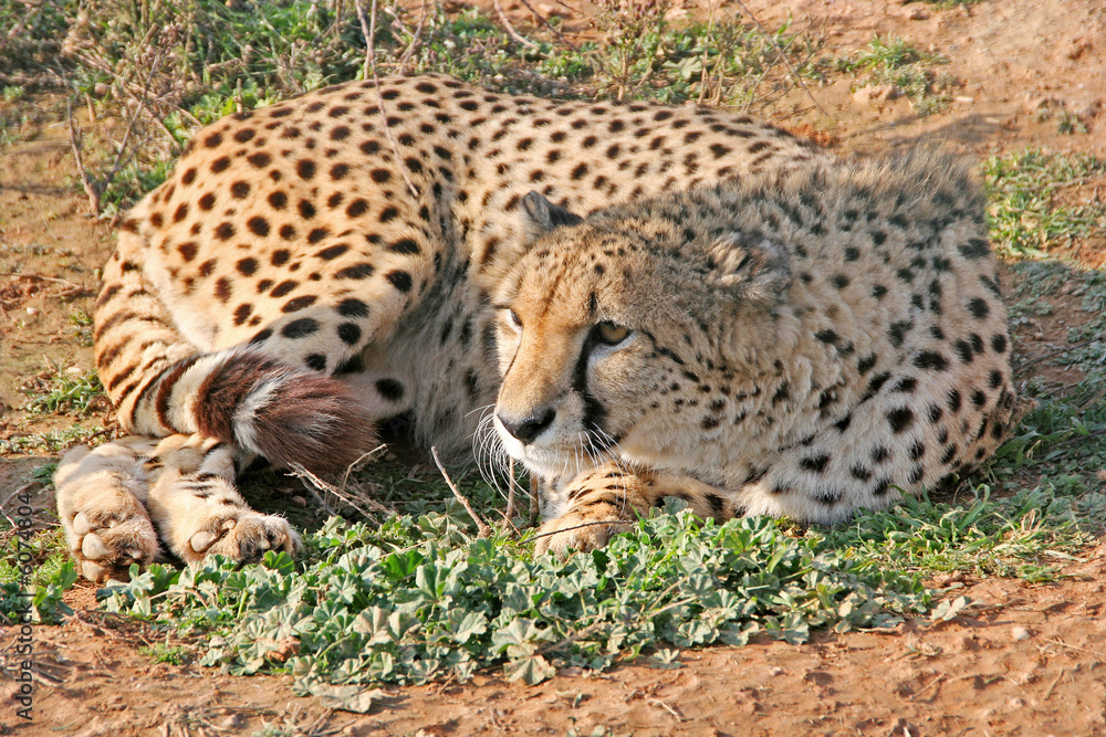 Naklejka premium A wild cheetah while resting on the ground
