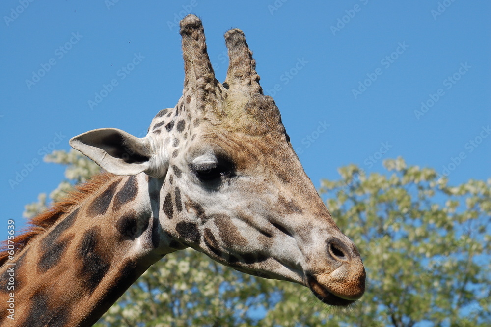 Naklejka premium Giraffe