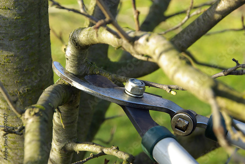 Baum verschneiden 03 photo