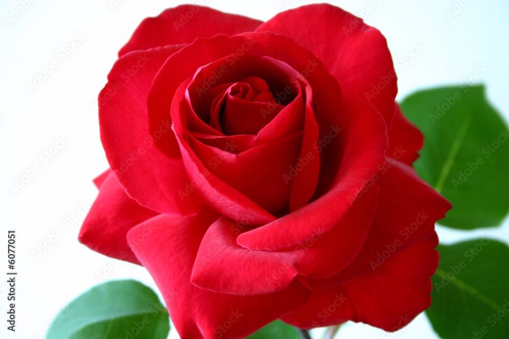 Rosenblüte Rosenblüte