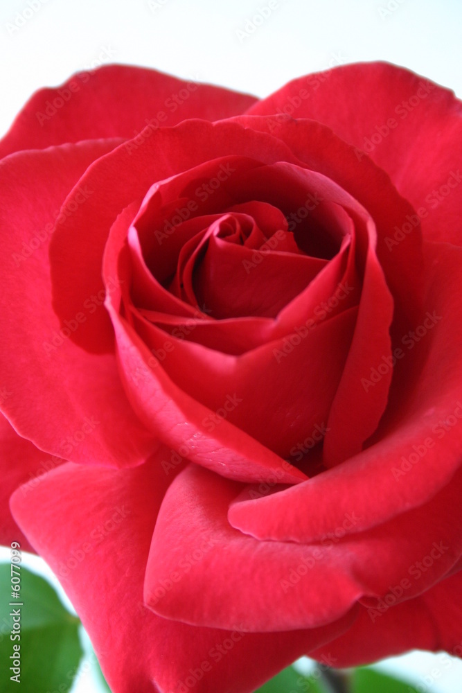 Rosenblüte Rosenblüte