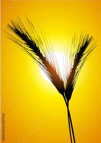 ear of wheat and sun
