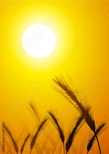 ear of wheat and sun photo