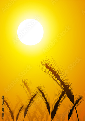 ear of wheat and sun
