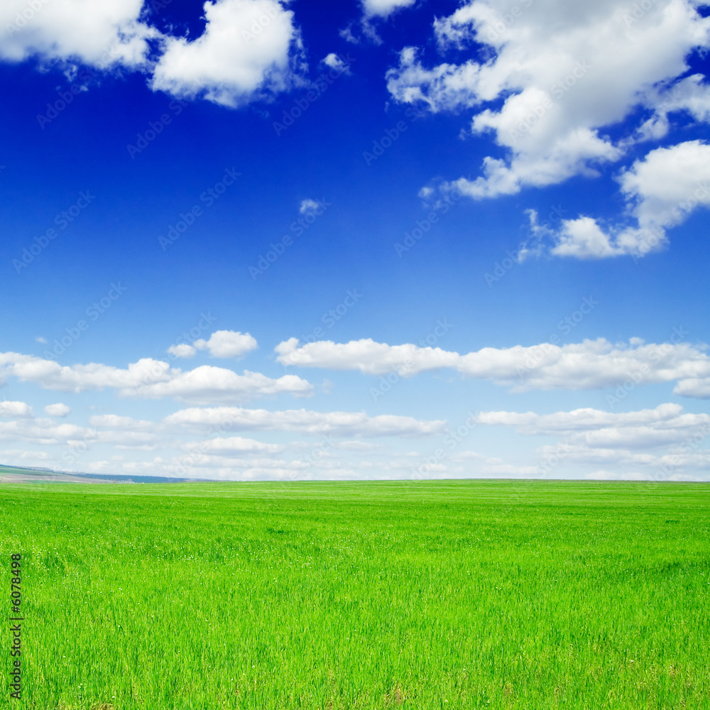 Green field and blue sky.