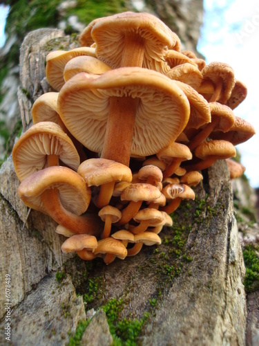 Fungi-3