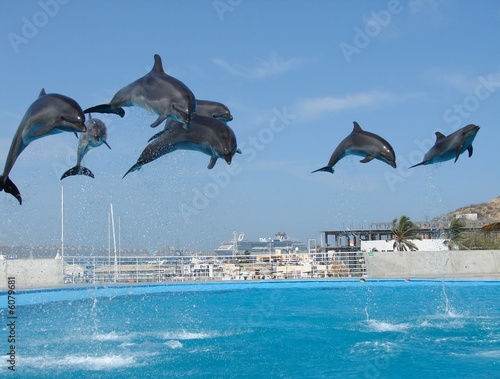 Dolphins