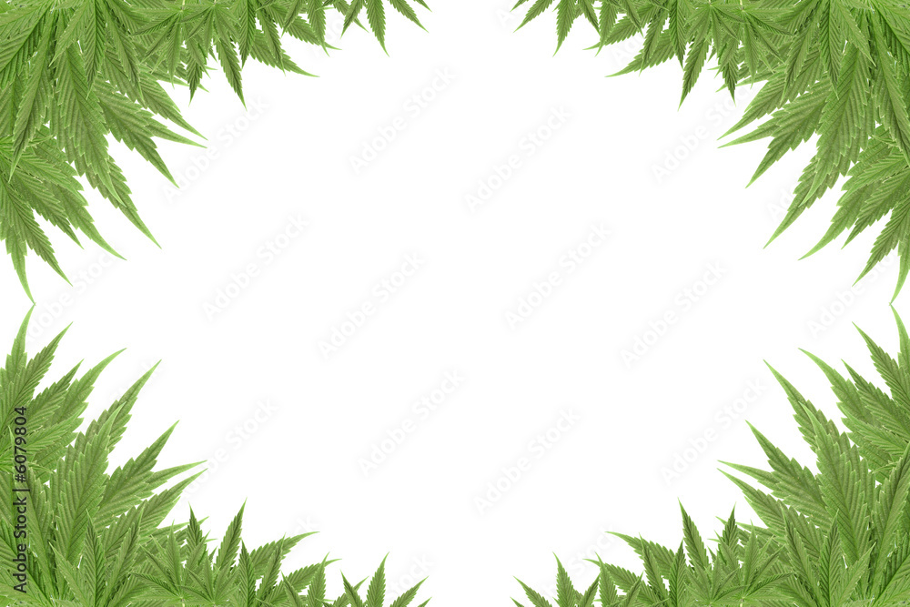 cannabis cannabis