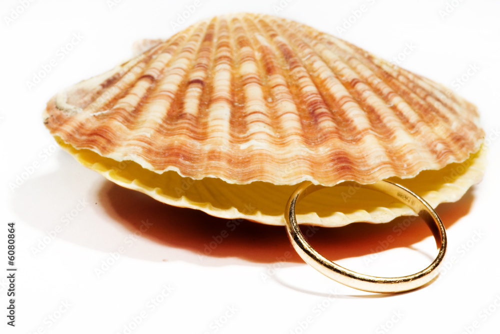 beautiful Seashell isolated on white background beautiful Seashell isolated on white background