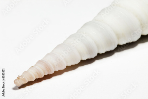 beautiful Seashell isolated on white background