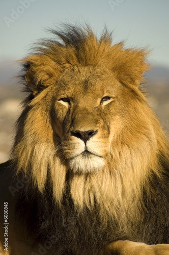 A closeup portrait of a beautiful African lion.