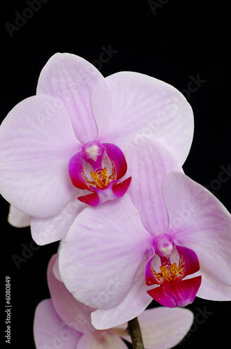 A beautiful pink and purple orchid againsta black background.
