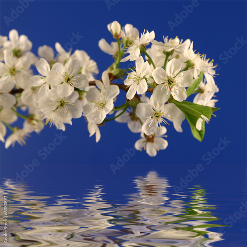 Branch of a blossoming cherry and its reflection in water.
