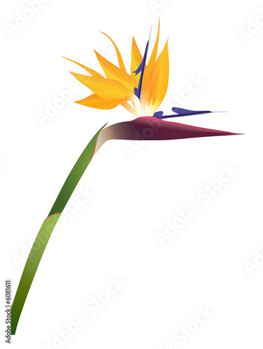 oiseau du paradis