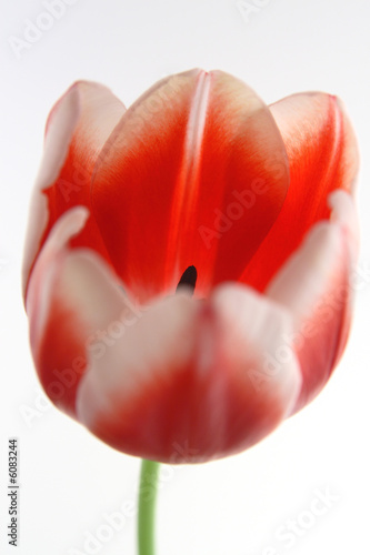 Tulips Red and White photo