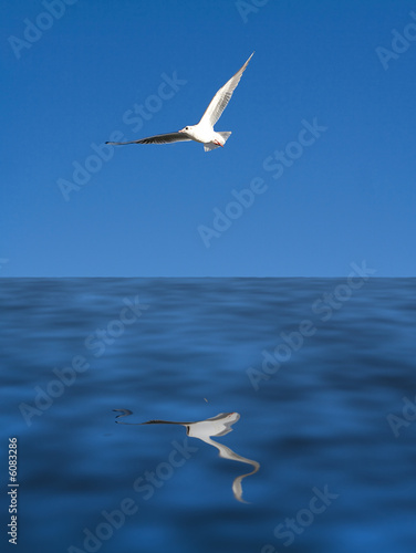 seagull flying over blue sea