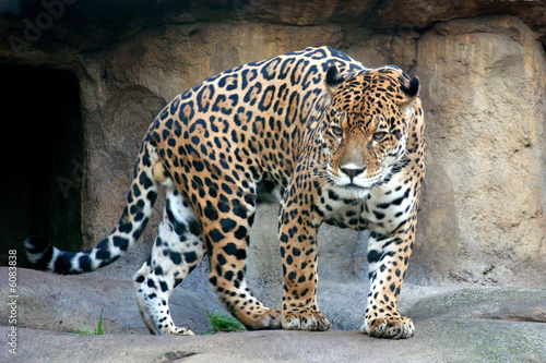 The Wild Jaguar from Moscow Zoo