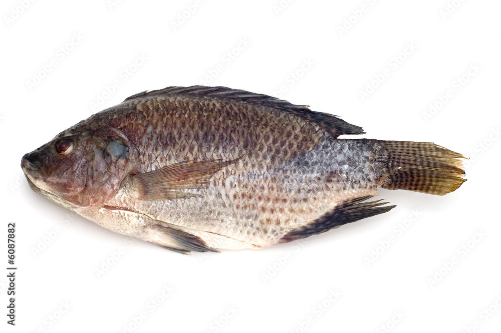 object on white food raw fish object on white food raw fish