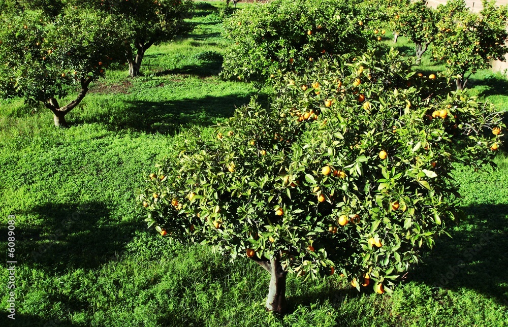Fototapeta premium Tangerine in garden