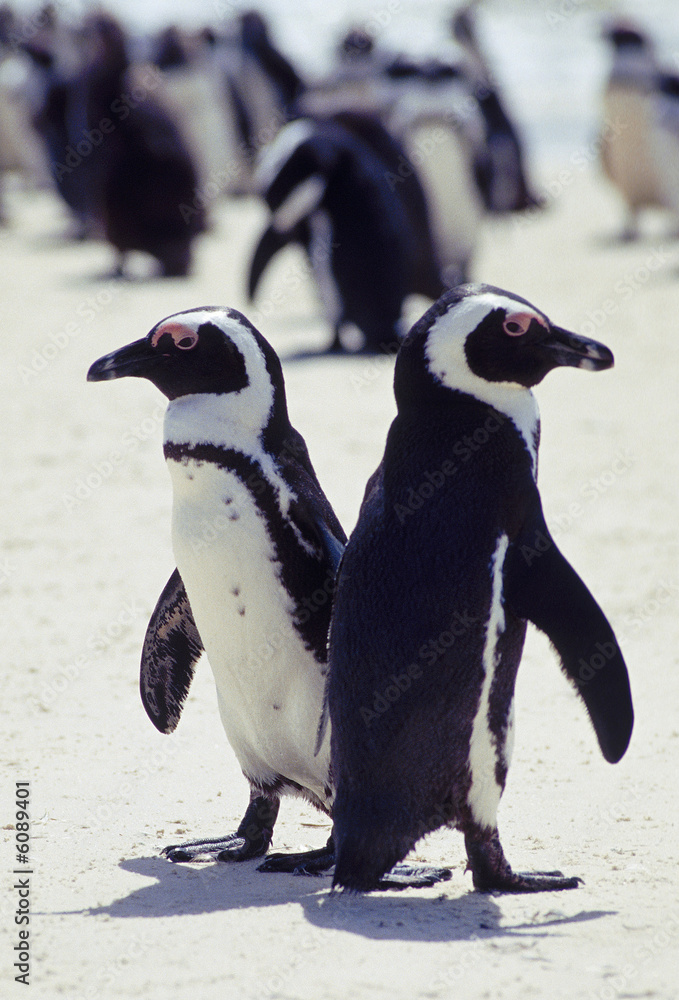 Obraz premium Une colonie de manchot du Cap 