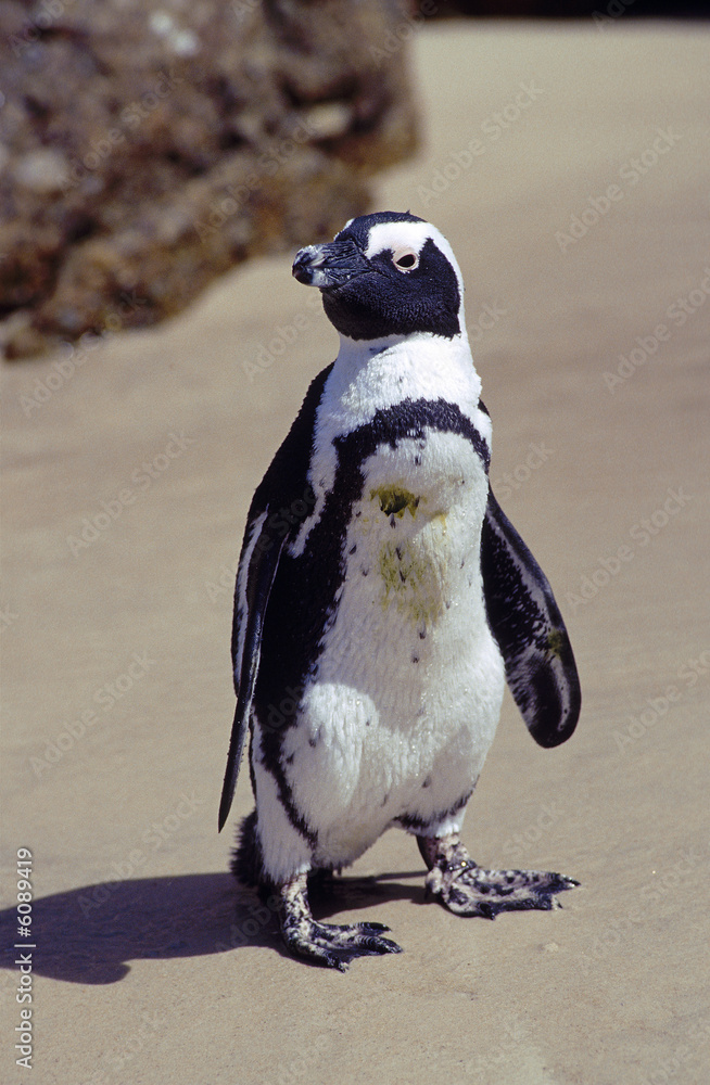 Naklejka premium Une colonie de manchot du Cap