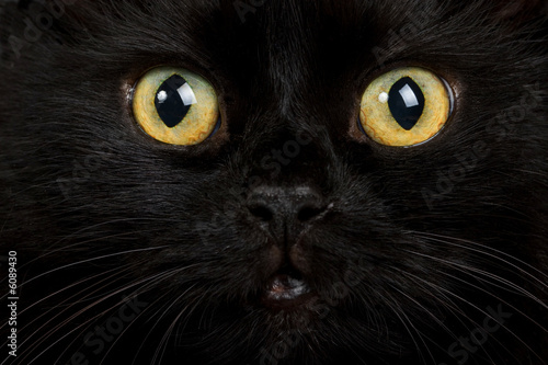 face of black cat closeup