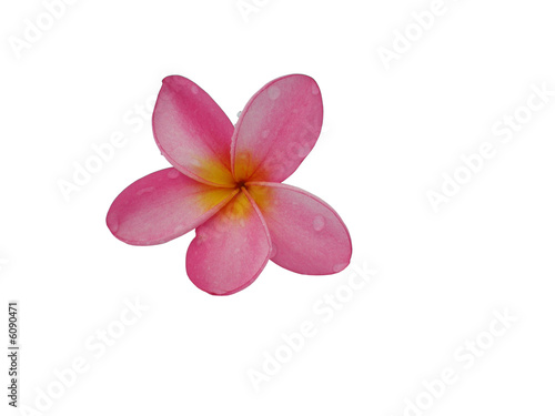 Frangipaniblüte