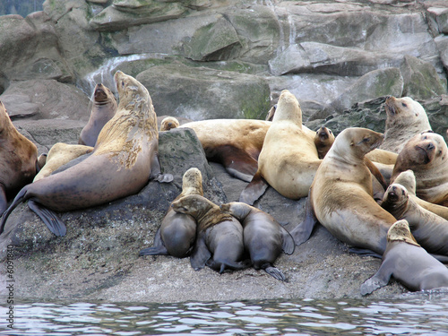 Stellar Sea Lion Pups 1