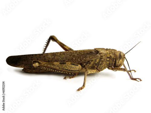 desert grasshopper © Mauro Rodrigues