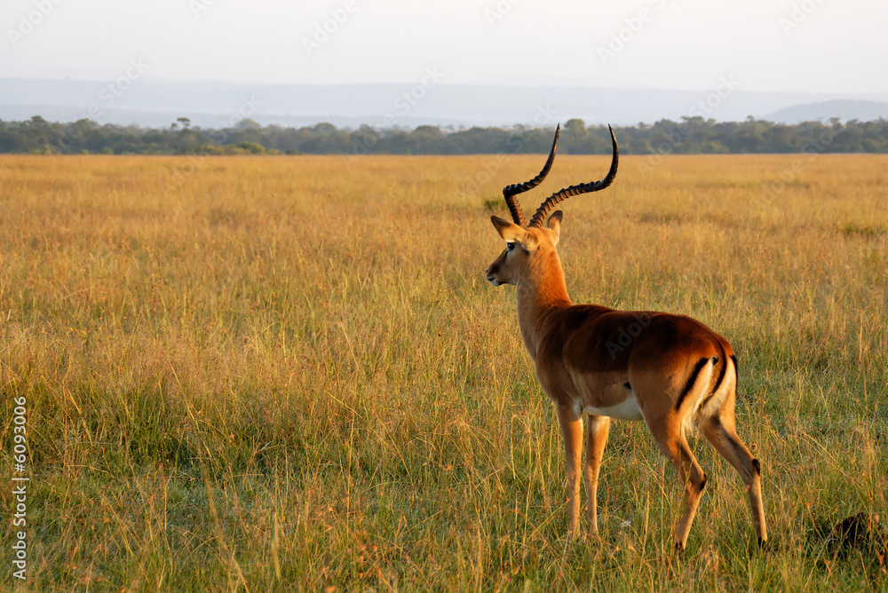 Naklejka premium Male gazelle looking out for danger in savannah