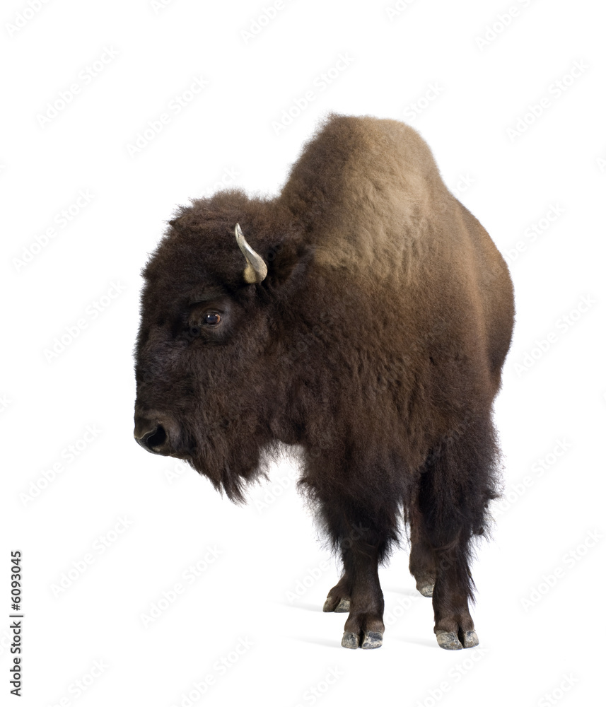 Bison Bison