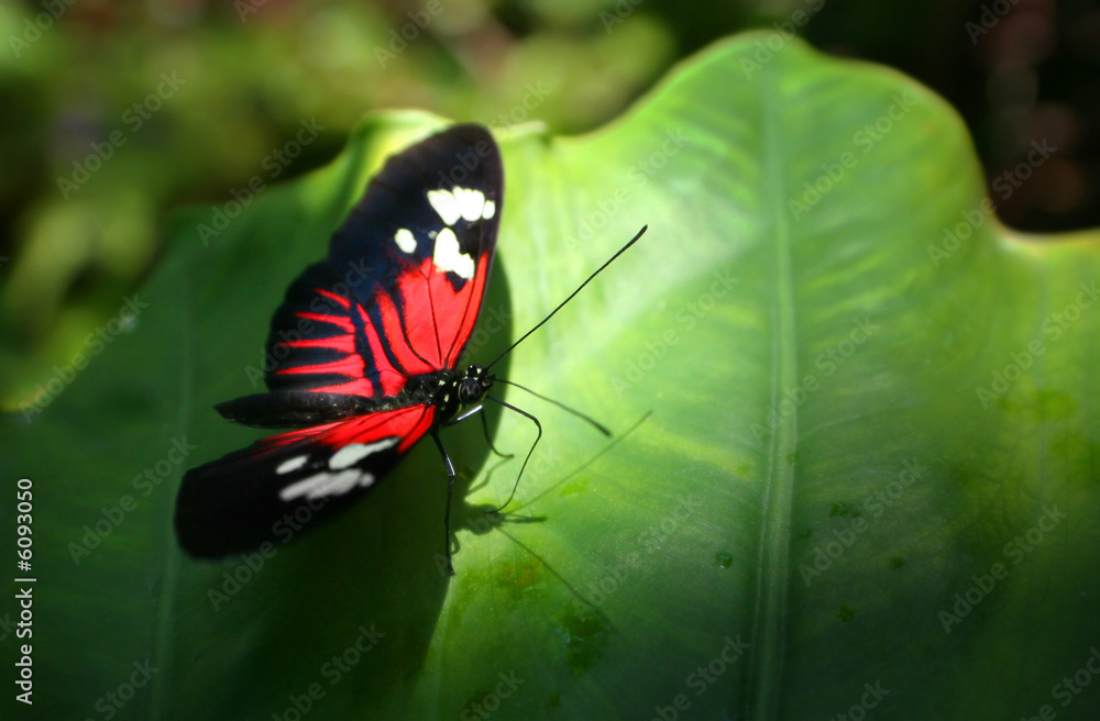 Fototapeta premium In The Light