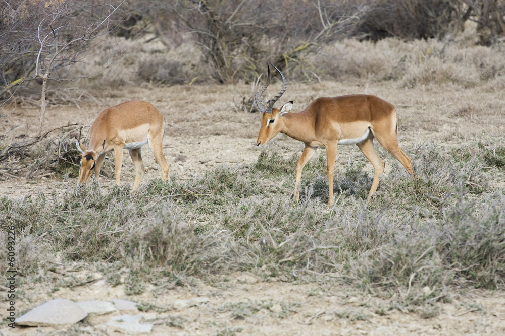 antilopes