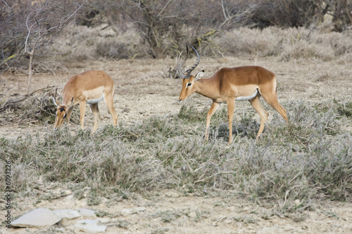 antilopes