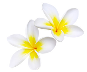 Keuken achterwand Frangipani Stralende frangipani bloemen geïsoleerd  © robynmac