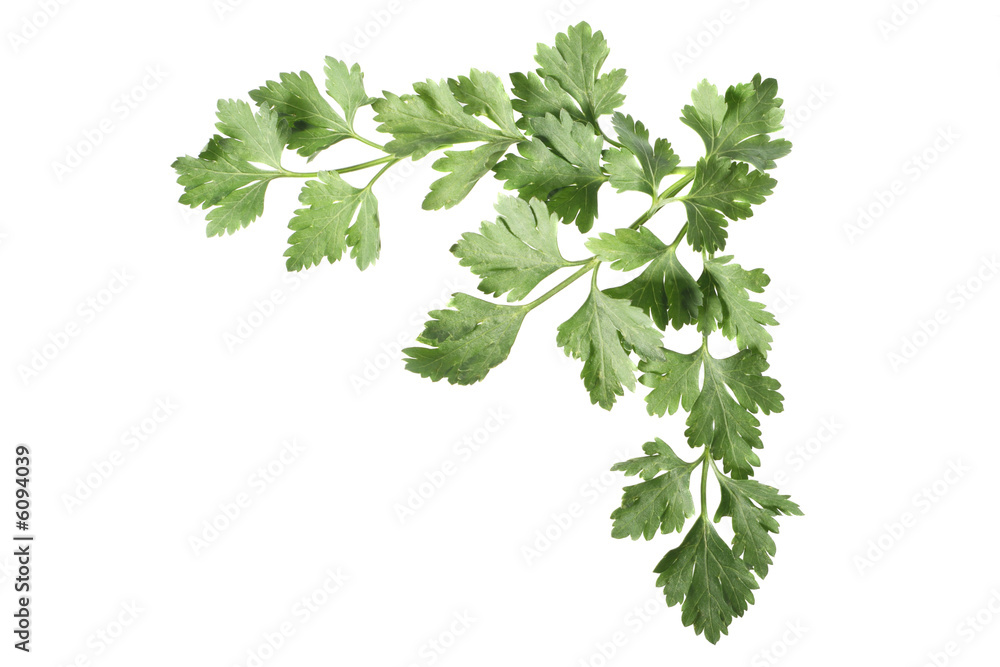 Top right corner composed of parsley leaves Top right corner composed of parsley leaves