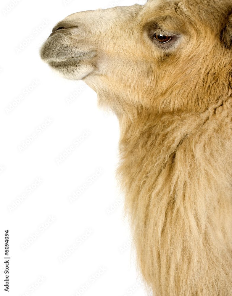 Fototapeta premium dromedary