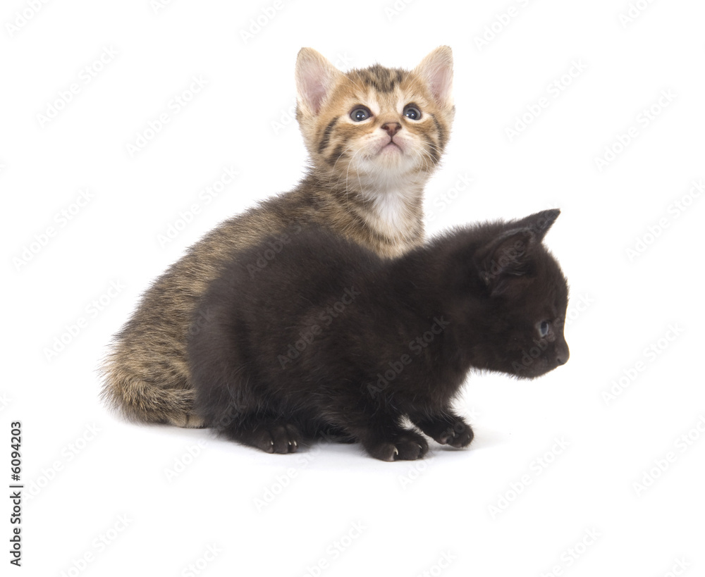 Black and tabby kittens playing